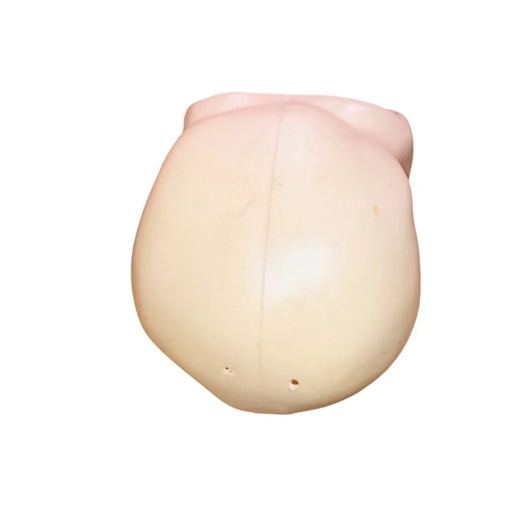 Plastic Skull Halloween Prop With Black Eye Sockets Spooky Decor - Picture 2 of 5